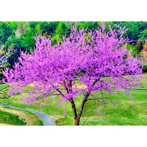 25 Eastern Redbud Judas Tree Purple Bloom Seed Pods 20-30’ Tall (150-200 Seeds)